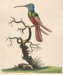 The Harlequin Hummingbird